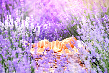 Croissant against lavender landscape in sunset rays. Harvesting of aromatic lavender. A basket filled with fresh food stands at midlle of lavender field.
