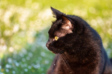 black adult domestic cat sitting in grass and daisies