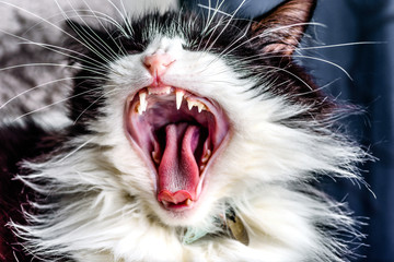 A black and white long hair cat is yawning widely showing its tongue and teeth