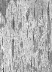 Obraz premium wood