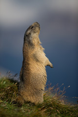 Alpenmurmeltier in den Alpen