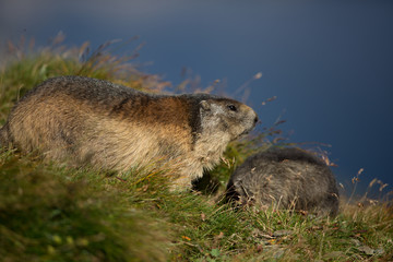 Alpenmurmeltier in den Alpen