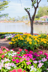 Obraz premium Flowers in garden.