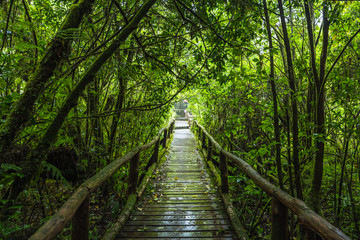 Fototapeta na wymiar Wooden bridge walkway in to the rain forest
