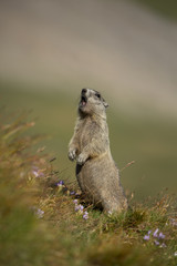 Alpenmurmeltier in den Alpen