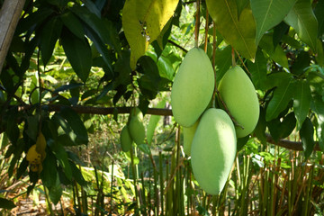 Closeup of Mangoes hanging,mango field,mango on tree.