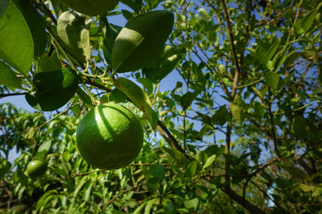 Thai lemon trees in the garden