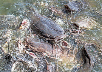 The fish is waiting for the fish to eat.