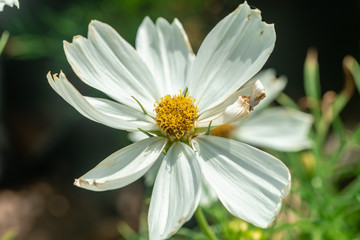 Close up of White Narrowleaf zinnia(Zinnia angustifolia) beautiful white flower