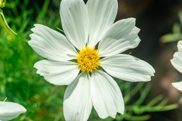 Obraz premium Close up of White Narrowleaf zinnia(Zinnia angustifolia) beautiful white flower