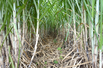 Sugarcane plantations,the agriculture tropical plant in Malaysia. Sugarcane is one of the most wide-spread plants in the world, found especially in warm temperature area. Cleaning the field.