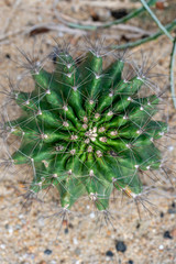 Green Mammillaria Cactus