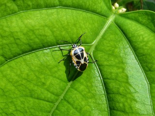 Beautiful bug.