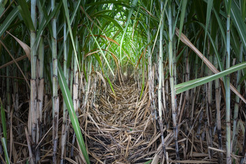 Sugarcane plantations,the agriculture tropical plant in Malaysia. Sugarcane is one of the most wide-spread plants in the world, found especially in warm temperature area. Cleaning the field. 
