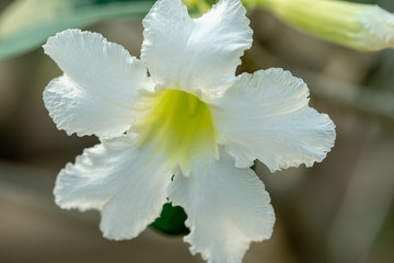 Close up of Desert Rose's White Flower (Adenium obesum)