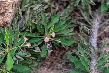 euphorbia plant with flower