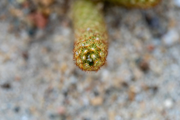 Close up of Gold lace cactus or Ladyfinger cactus(Mammillaria elongata) a flowering plant in cactaceae family