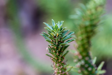 Monadenium lugardiae succulent plant from Zimbabwe.