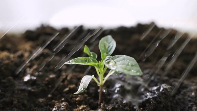 Pouring a young plant from a watering can