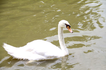White Swan(Cygnus cygnus) swimming in the pond