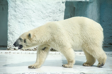 Polar Bear(Ursus maritimus) in Tropical Exhibit