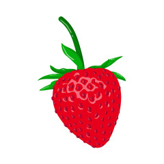 strawberry isolated illustration on white background
