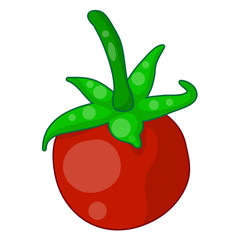 tomato isolated illustration on white background