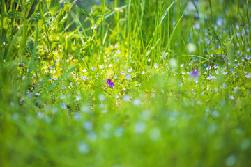 summer grass background