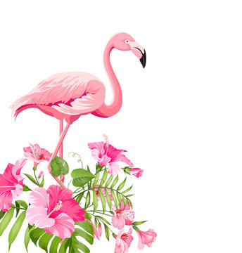 Beautiful tropical image with pink flamingo and plumeria flowers on a white backdrop. Exotic tropical palm tree. Flamingo background and jungle leaf. The Natural background. © Kotkoa