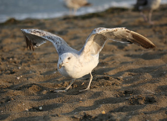 big sea gull in the beach