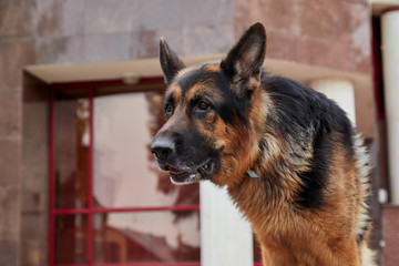 Dog German Shepherd in a city in a day