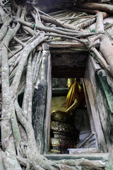 Buddha images and churches with roots of banyan covered at Bang Kung Temple, Samut Songkhram Province, Thailand – Image     