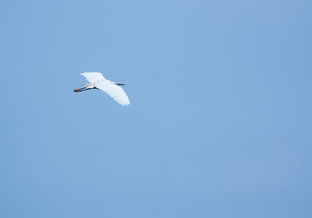 Fototapeta na wymiar little egret in flight (egretta garzetta)