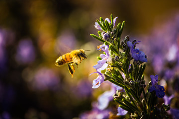 bee on a flower