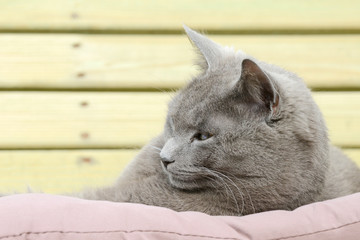 gray cat lying on cushion and looking