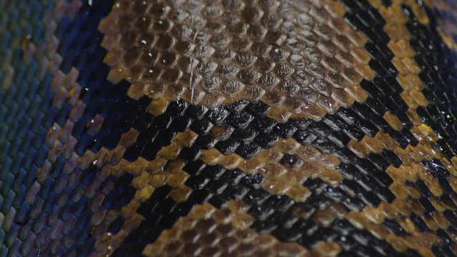 Scales of squamous reticulated python snake in a terrarium - Python reticulatus