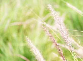 Pennisetum (feather grass) in the garden