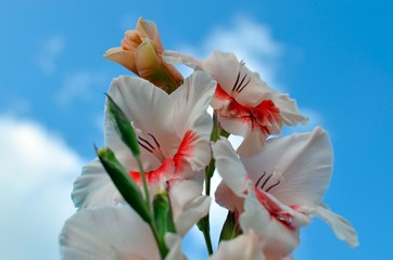 Fototapeta na wymiar Gladiolus ornamental garden plant against the blue sky