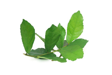 Streblus asper Lour.Has anti-bacterial effect, treat toothache and has anti-inflammatory effect.With Clipping Path.