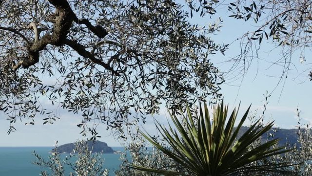 Garden with olive trees overlooking the sea. In the Gulf of La Spezia, near the Cinque Terre an olive grove overlooking the sea. In the foreground olive fronds and a Dracena plant.