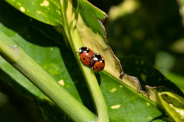 Marienkäfer im Garten