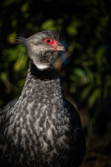Close up portrait of a southern screamer or crested screamer (Chauna torquata) bird at the Pantanal, Mato Grosso, Brazil.