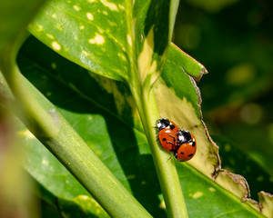 Marienkäfer bei der Paarung