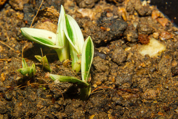 young striped dracaena plant growing in garden