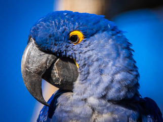 hyacinth macaw (Anodorhynchus hyacinthinus), or hyacinthine macaw close up portrait at the...