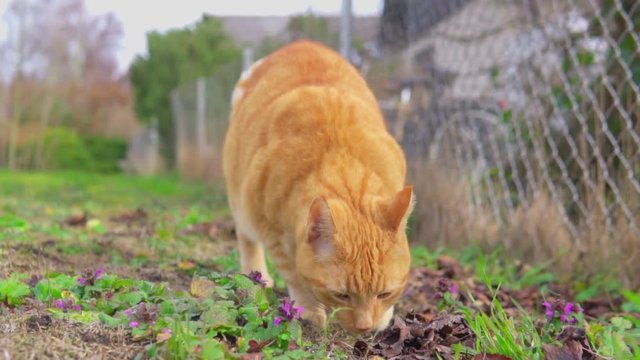 Cat walking outside during the day sniffing and smelling green grass