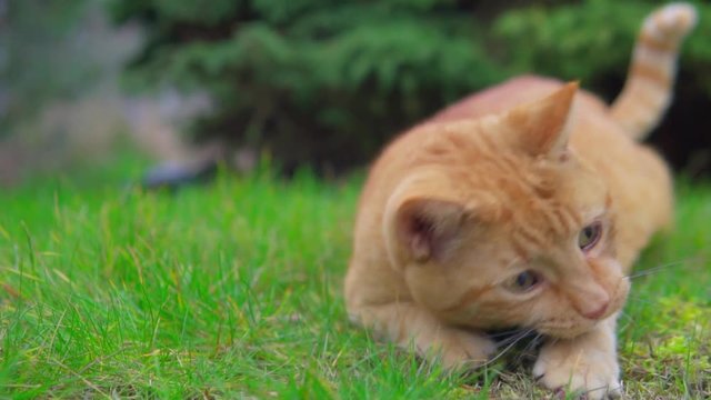 Red cat biting and chasing gras outside closeup shot. Nice green blurry background.