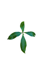 Green leaves isolated on white background.