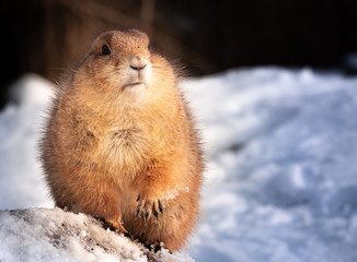 Portrait of a black tailed prairie dog (cynomys ludovicianus) in the snow in Montana. 