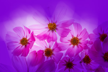 Fototapeta premium a beautiful floral background from flower petals